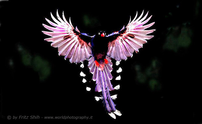 Taiwan Blue Magpie in Flight